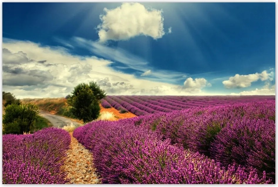 Poszterek 90x60 Levendulamező
