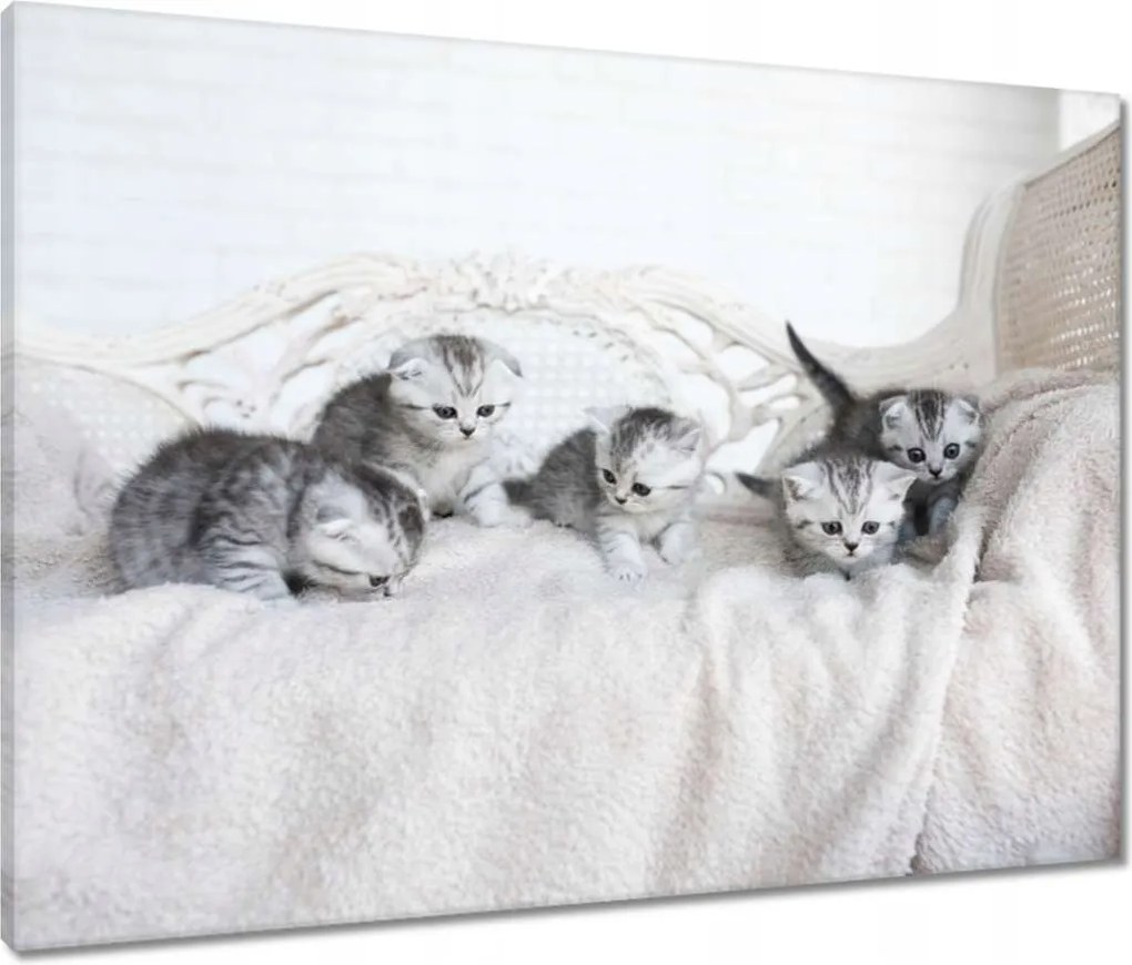 Vászonkép 80x60 Kiscicák Brit macska