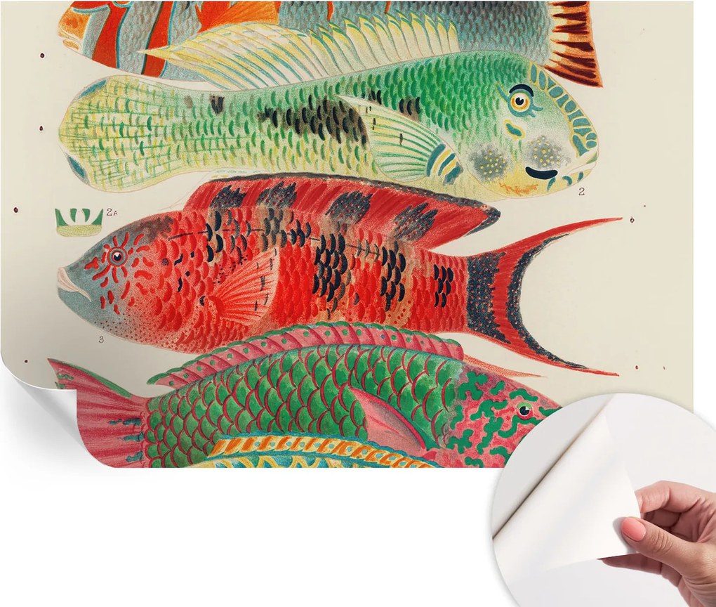 Dekoratív öntapadós fotótapéta irodába Egzotikus halak 104x70 cm