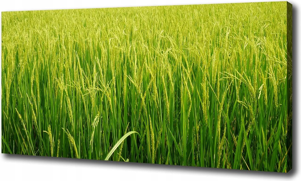 Canvas falikép Rizsmező 120x60 cm