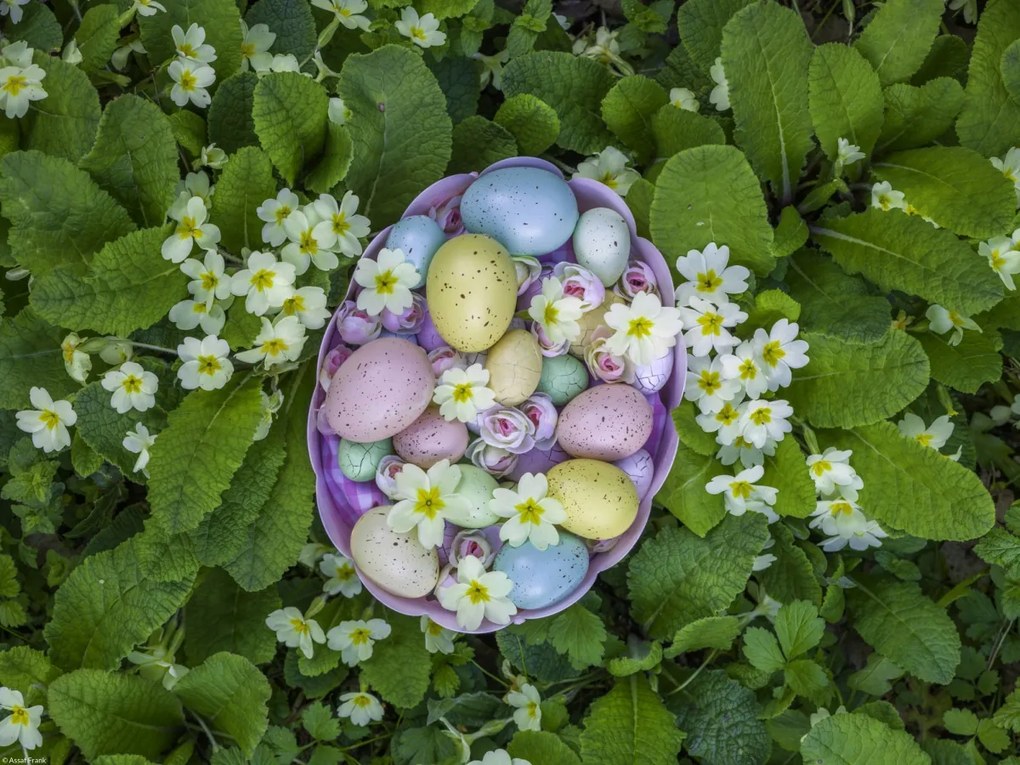 Poszter 40x30cm Húsvéti tojások kosárban 3, Assaf Frank