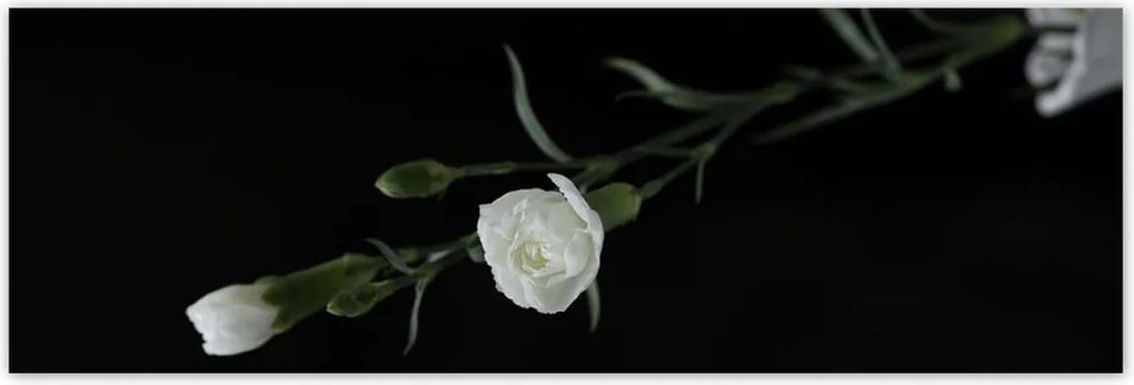 Poszterek 200x66 Fehér szegfű virágok