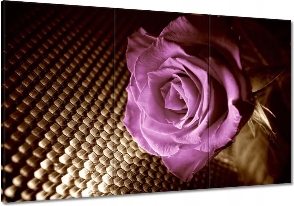 Vászonkép 120x80 Rózsa Lila és szépia