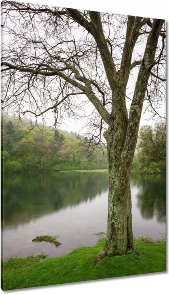Vászonkép 80x120 Fa Folyó Erdő