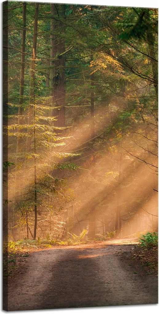 Vászonkép Ösvény az erdőben Fák Természet 40x80 cm