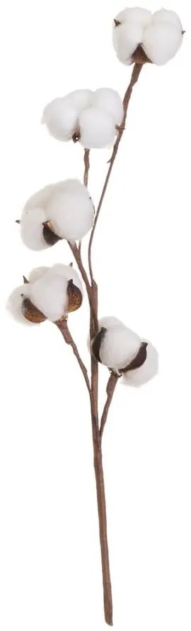 Szárított növény (magasság 55 cm) Cotton – Casa Selección