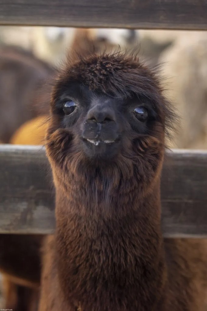 Poszter 30x45cm Alpaka, Assaf Frank