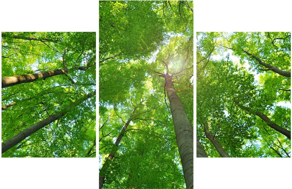 Kép - Erdő (90x60 cm)