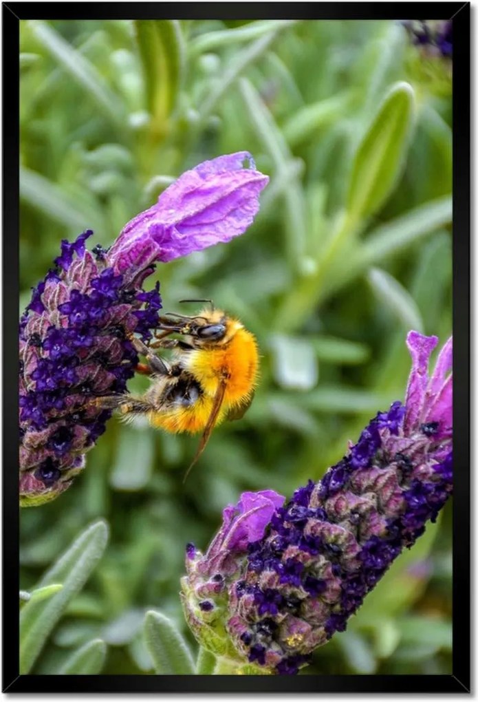 Poszterek keretben 40x60 Levendula világ