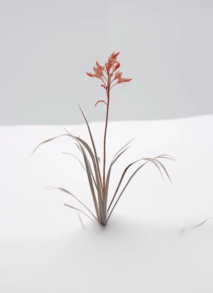 Poszter 40x55cm A természet finomsága