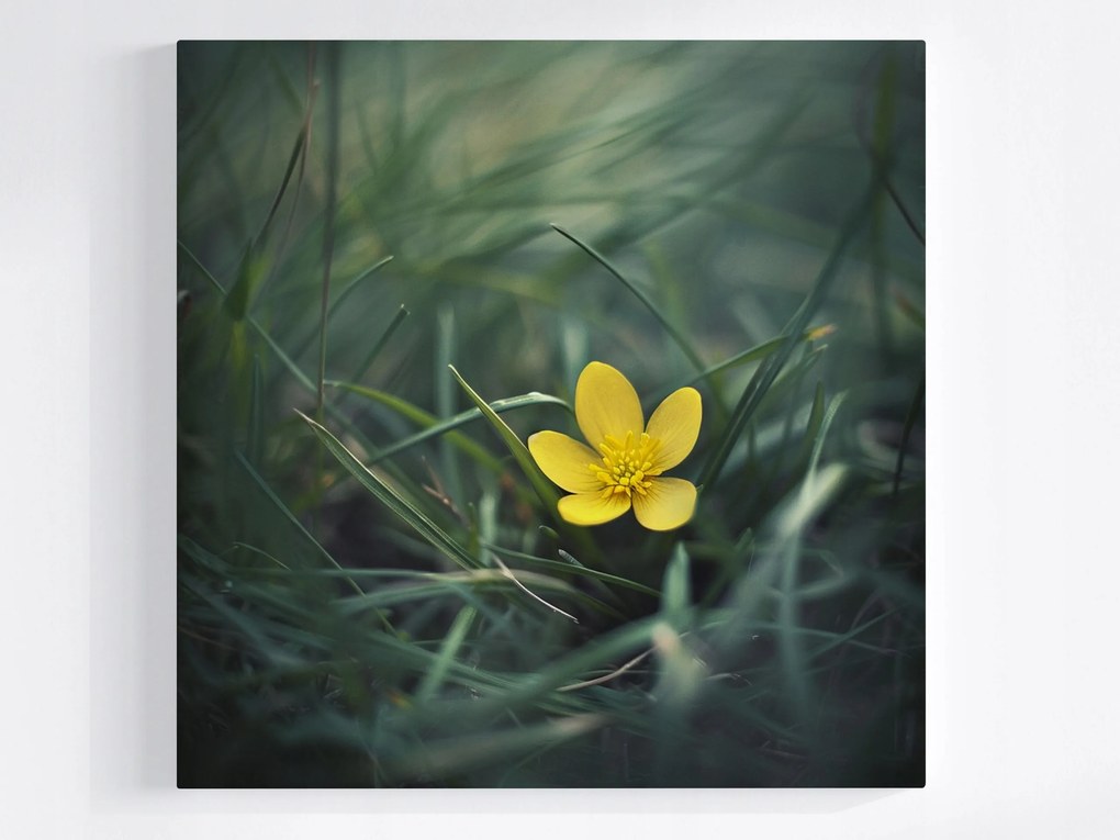 Vászonkép Canvas Kert Rét Fű Sárga Virág Tavasz Természet 40x40