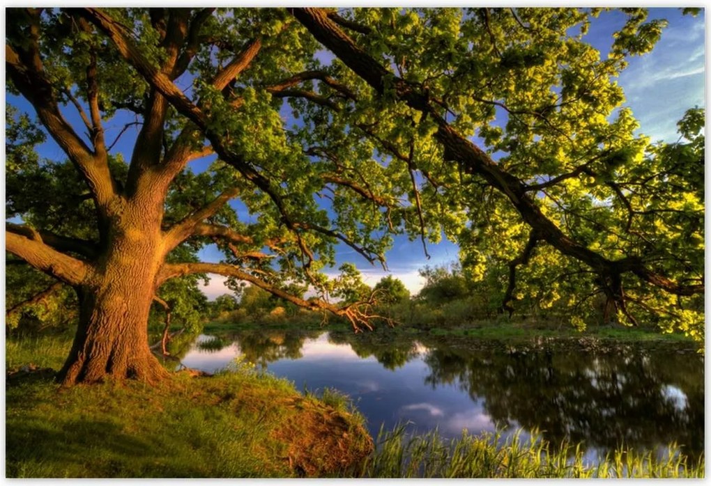 Poszterek 185x125 Tölgy a croissant-ban