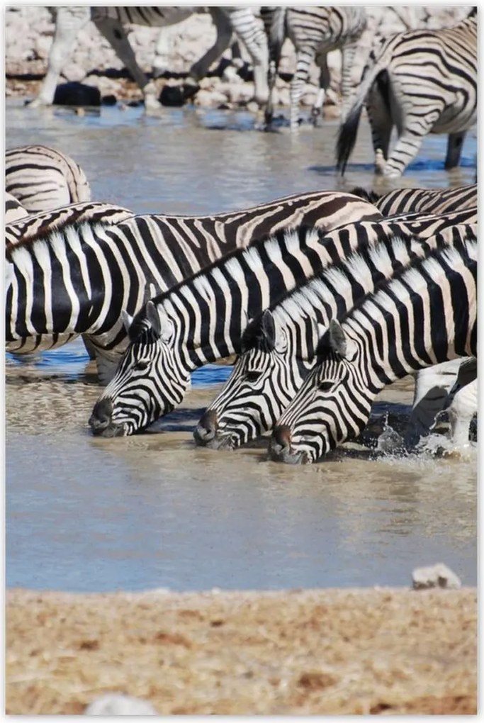 Poszterek 60x90 Zebrák a vízparton