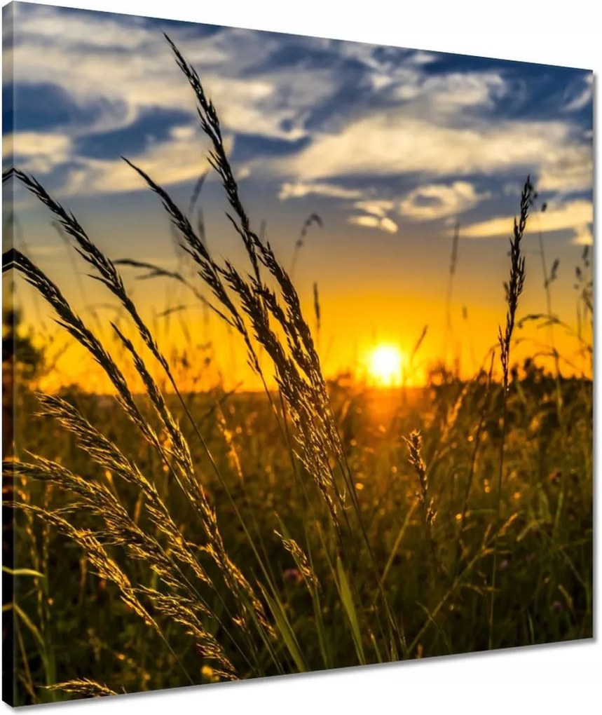 Vászonkép 50x50 Naplemente a füvek között