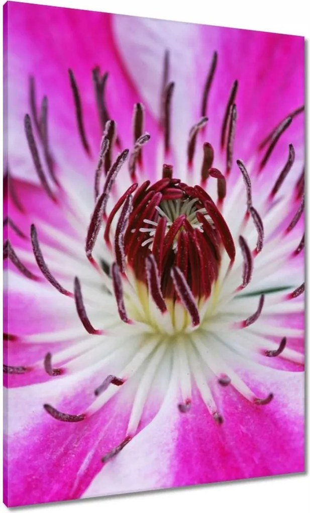 Vászonkép 70x100 Fehér-lila szirmok