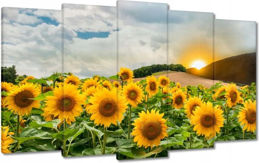 Vászonkép 100x60 Tájkép Napraforgók