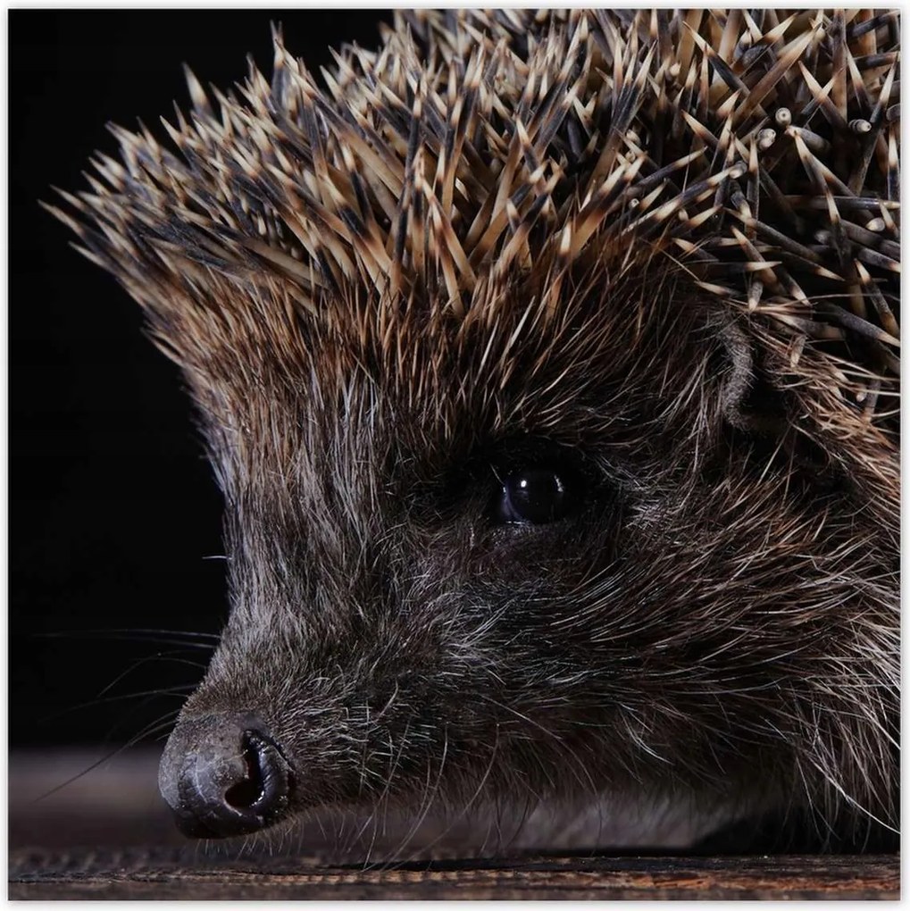 Poszterek 70x70 Kis sündisznó portré