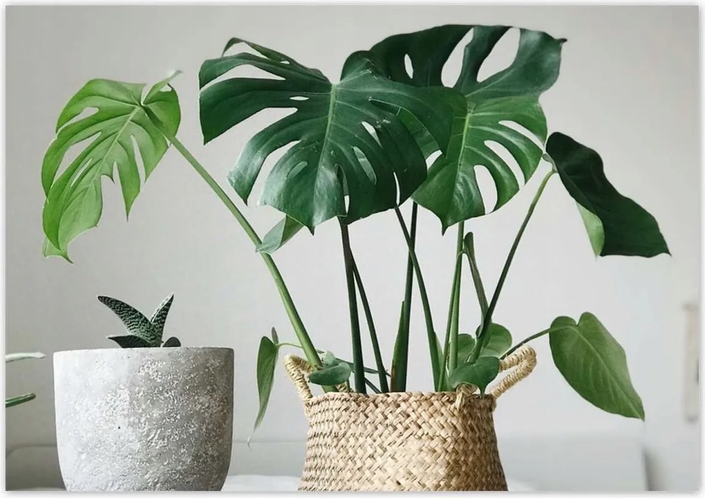 Poszterek 100x70 Mosnter levelek lyukas