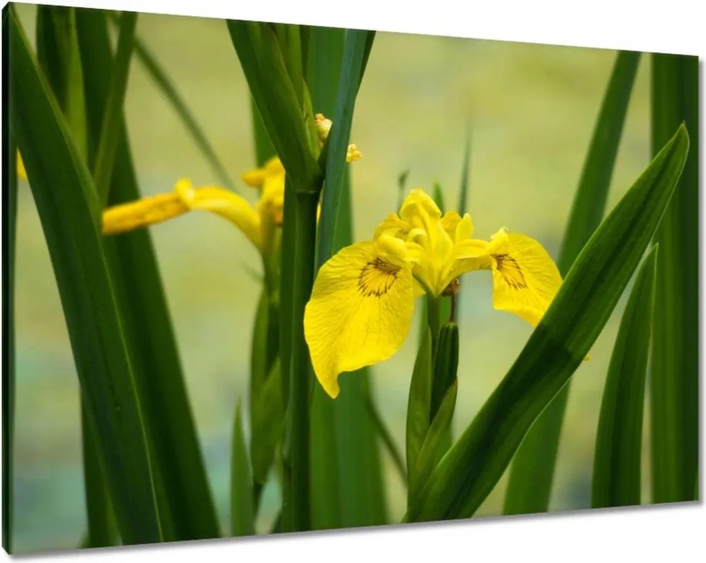 Vászonkép 100x70 Virágok