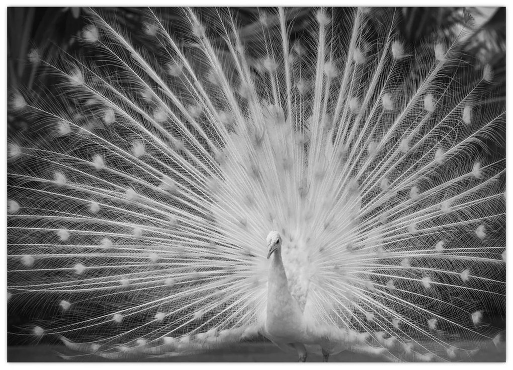Üveg kép - Fehér páva (70x50 cm)