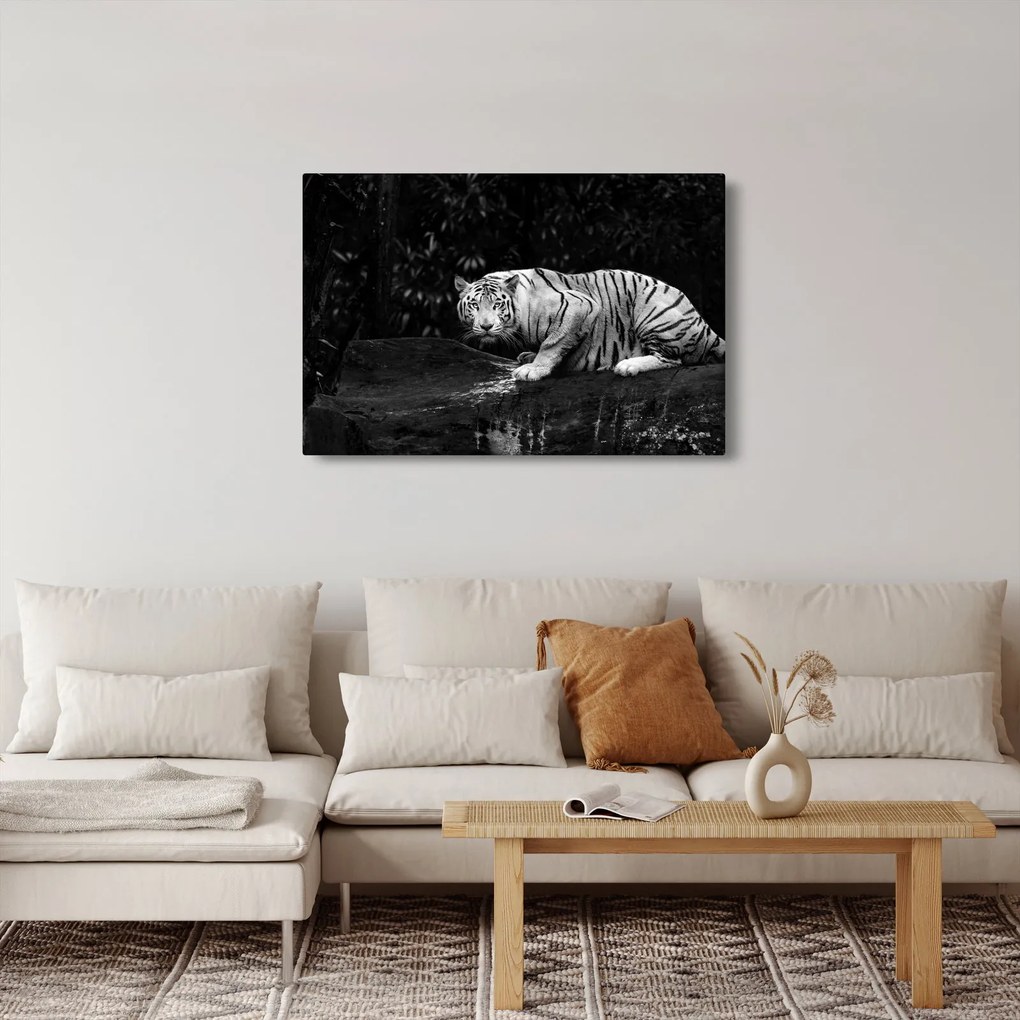 Kép - albínó tigris, fekete-fehér (90x60 cm)