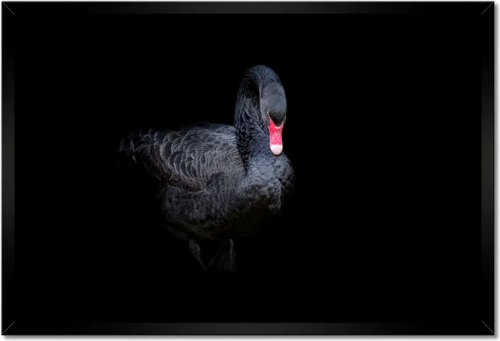 Poszter keretben 60x40 Gyönyörű fekete hattyú