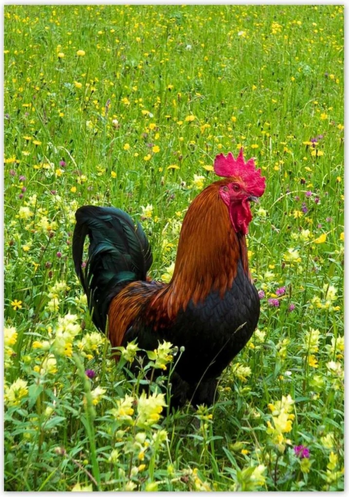 Poszterek 70x100 Kakas a réten