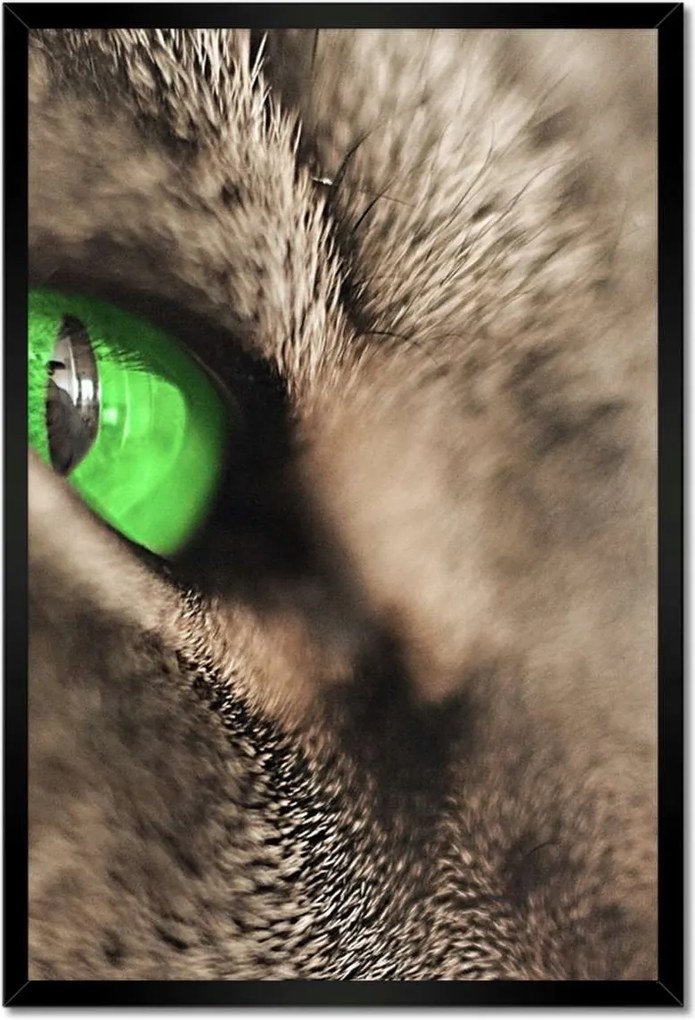 Poszterek keretben 40x60 Macska tekintet