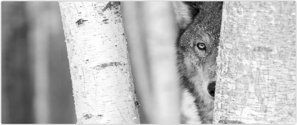 Kép - Farkas az erdőben (120x50 cm)