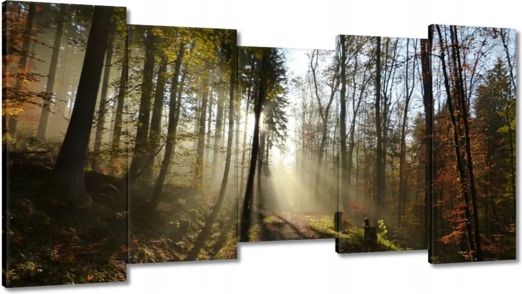 Képek 150x80 Napfelkelte az erdőben