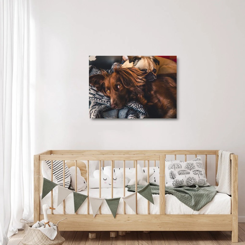 Egy kép fekvő kutyákról (üvegen) (70x50 cm)