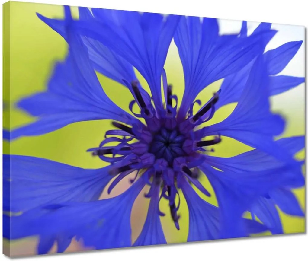 Festmények 40x30 Chaber