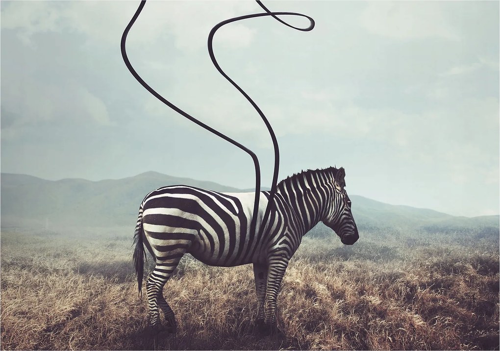 Zebra fotótapéta szavanna grafika természet föld színek 254x184 +ragasztó