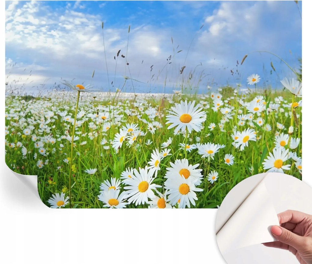Öntapadós Dekoratív Fotótapéta Hálószobába Nyári rét 208x146 cm