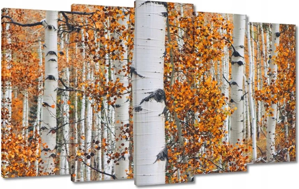 Vászonkép 100x60 Őszi táj Nyírfa