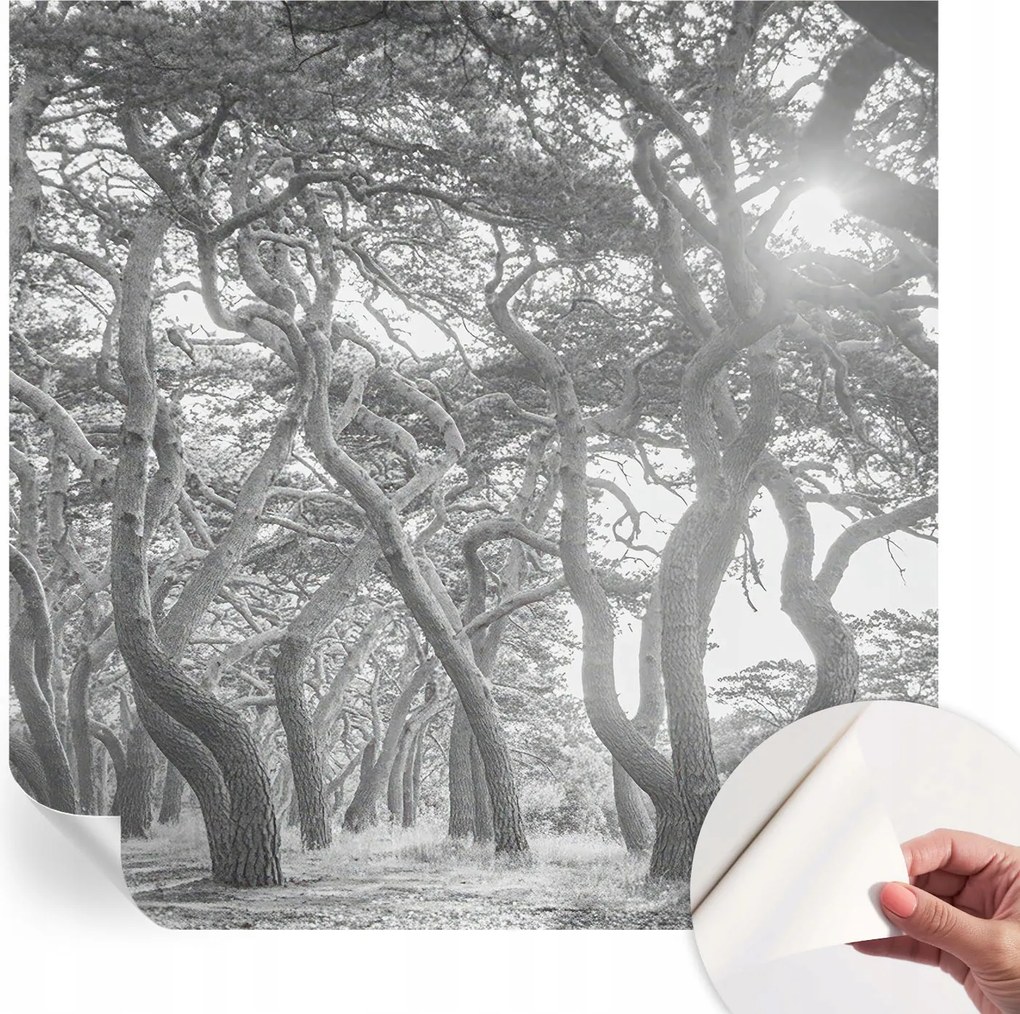 Fotótapéta Öntapadós Dekoratív tapéta Klíma erdő 250x250 cm