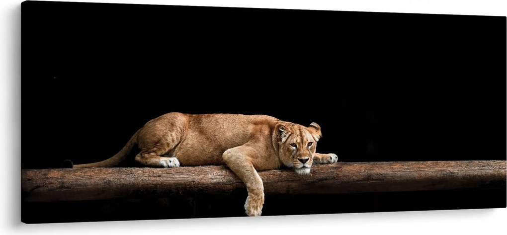 Kép - Lioness (120x50 cm)