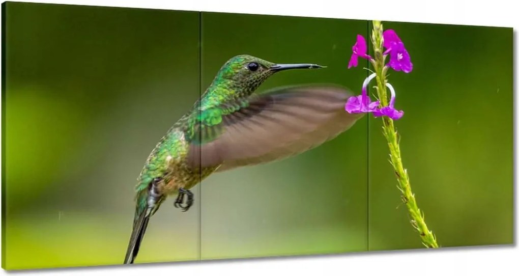 Vászonkép 180x90 Madarak