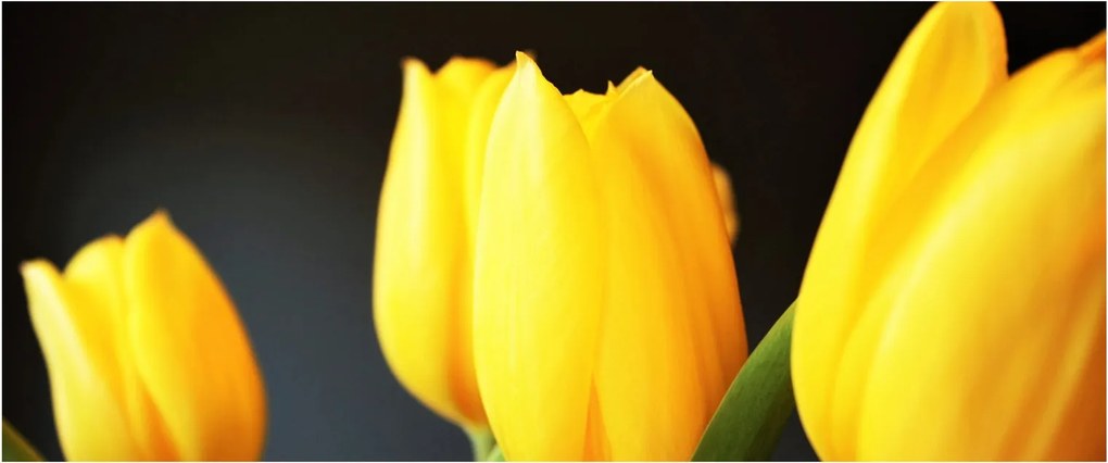 Tulipán képe (120x50 cm)
