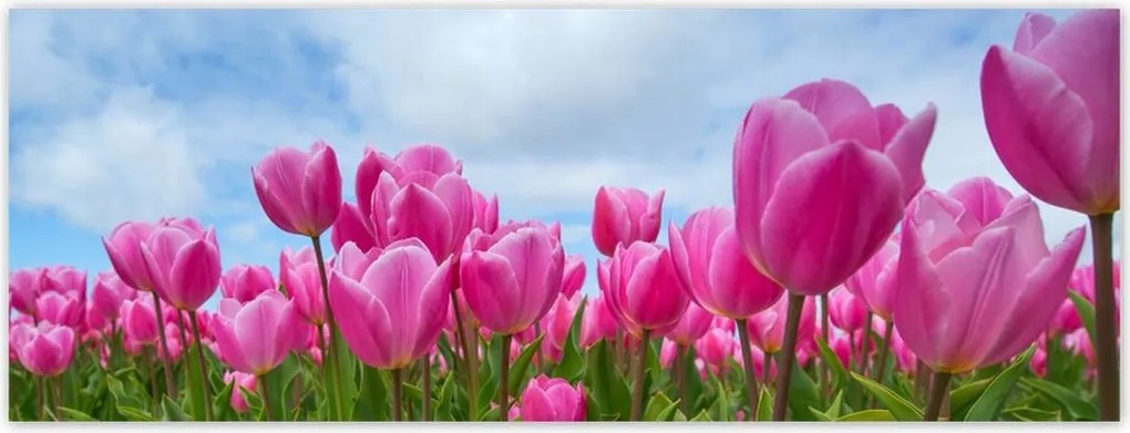 Fotótapéták 250x93 Tulipánok Valentin napra
