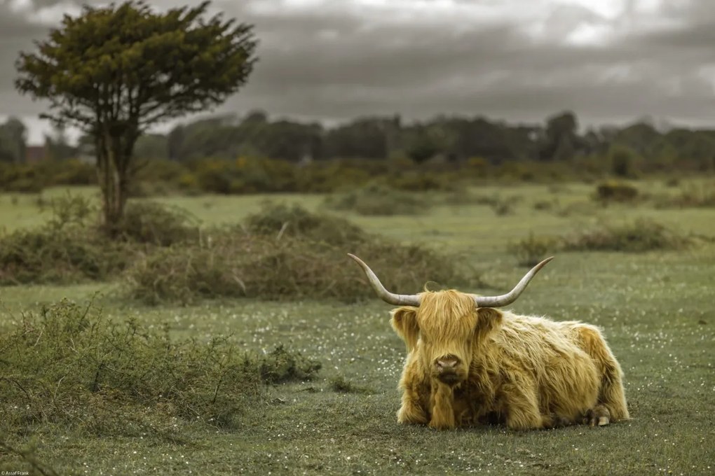 Poszter 45x30cm Tehén a faluban 2, Assaf Frank