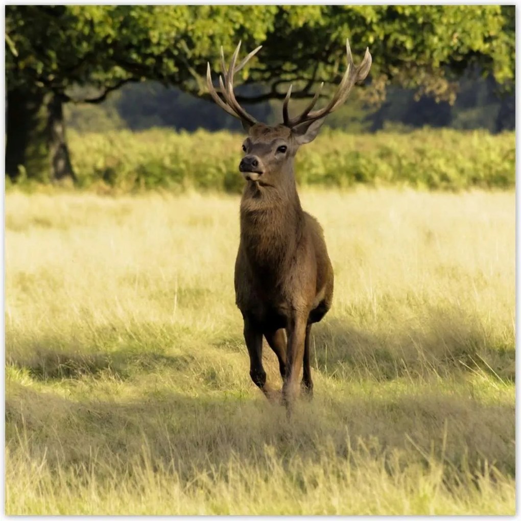 Poszterek 140x140 Szarvas a réten az erdőben