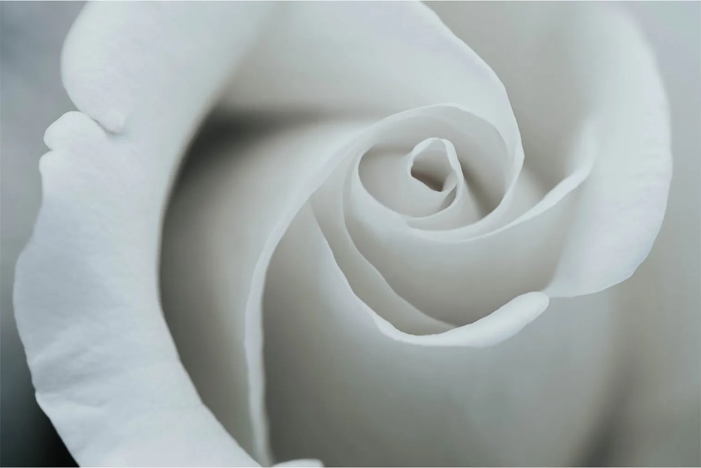 Kép - Fehér rózsa (90x60 cm)