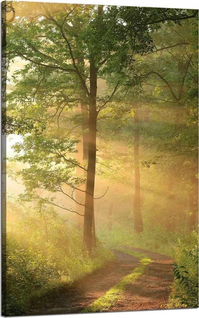 Vászonkép Napfény Erdő Ösvény Természet 50x80 cm
