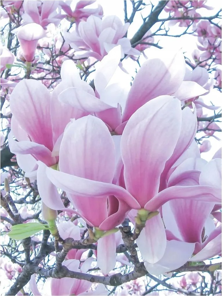 Fotótapéta Magnólia rózsaszín virágok vinil 184x254 Pasztell elegancia +ragasztó