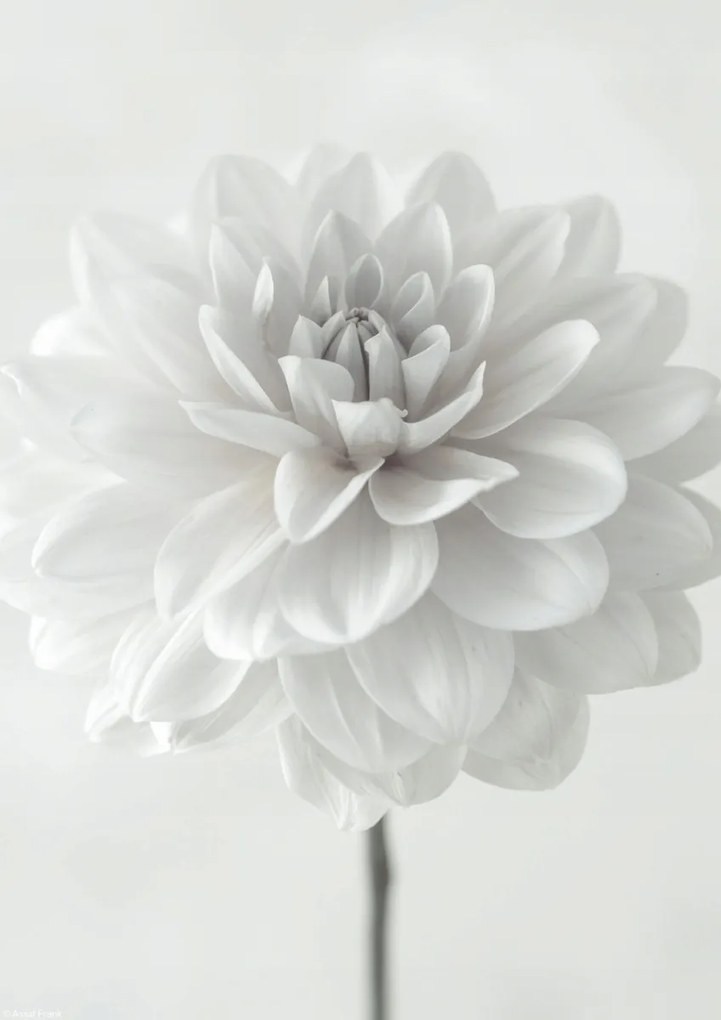 Poszter 21x29,7cm Dália virág fehér alapon, Assaf Frank