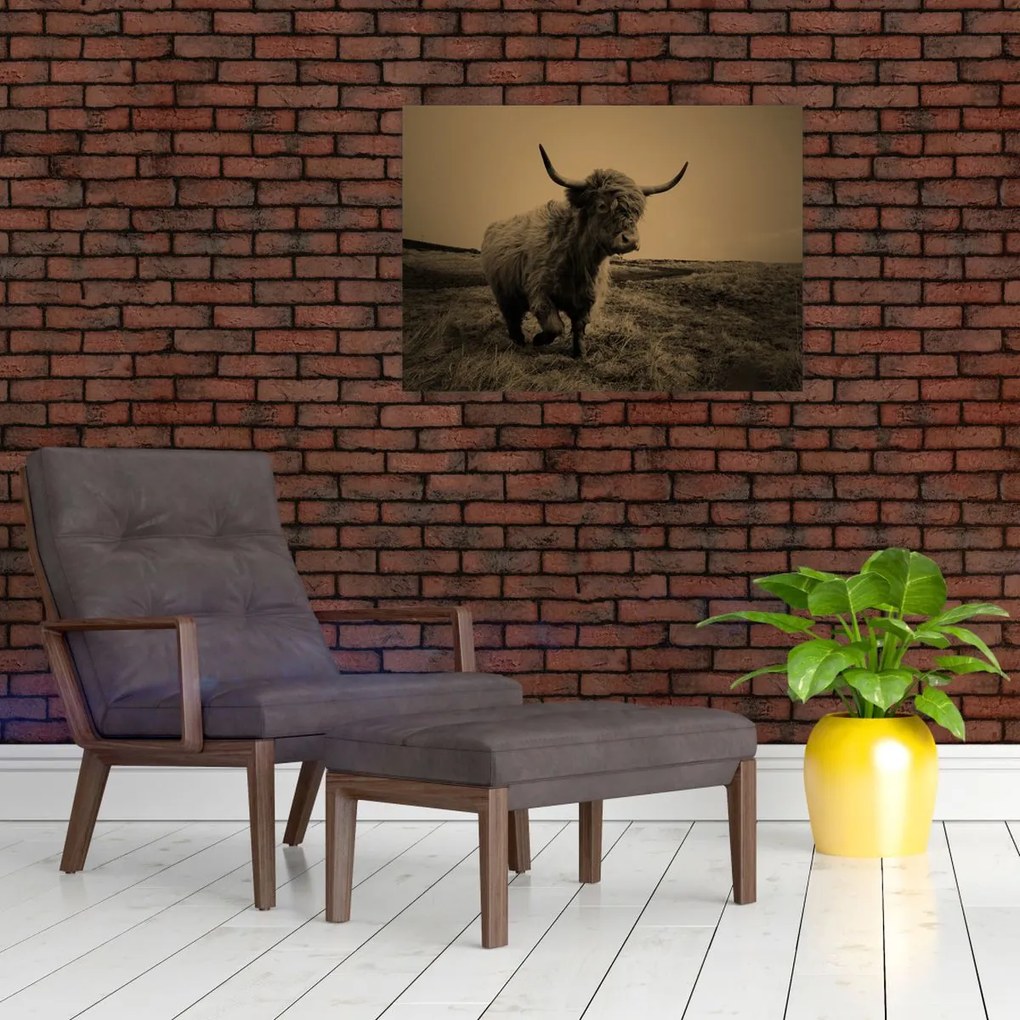 Kép - Skót tehén menekül (70x50 cm)