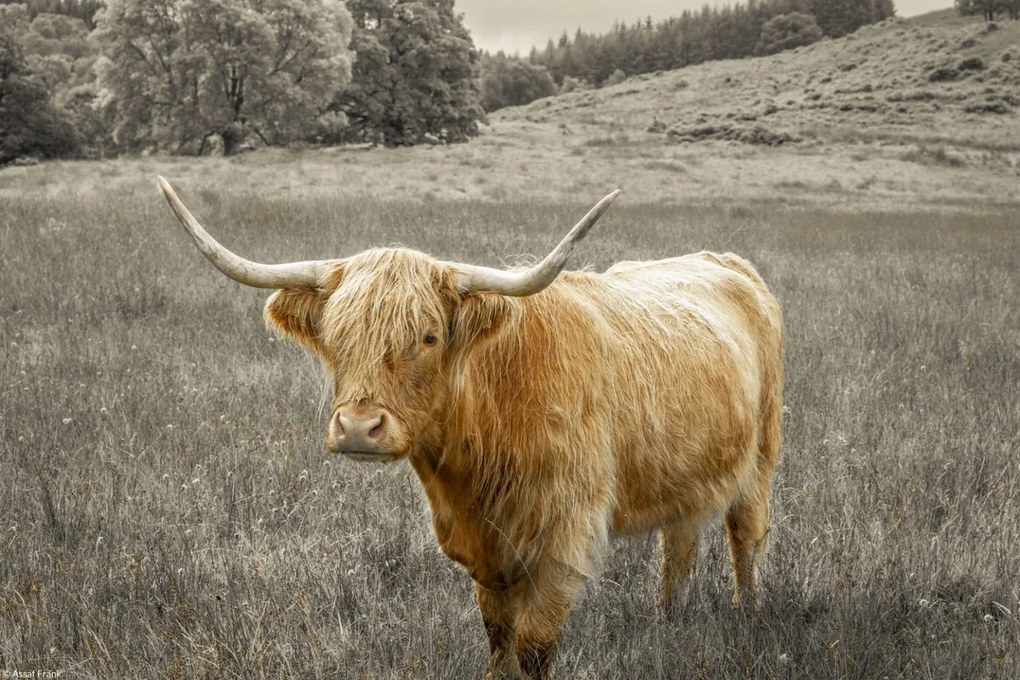 Poszter 30x20cm Hegyi tehén 3, Assaf Frank