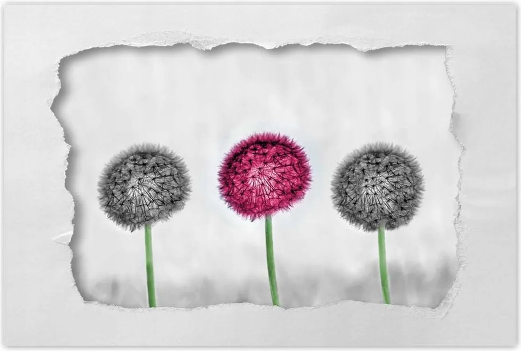 Poszter 60x40 Rózsaszín pitypang virág