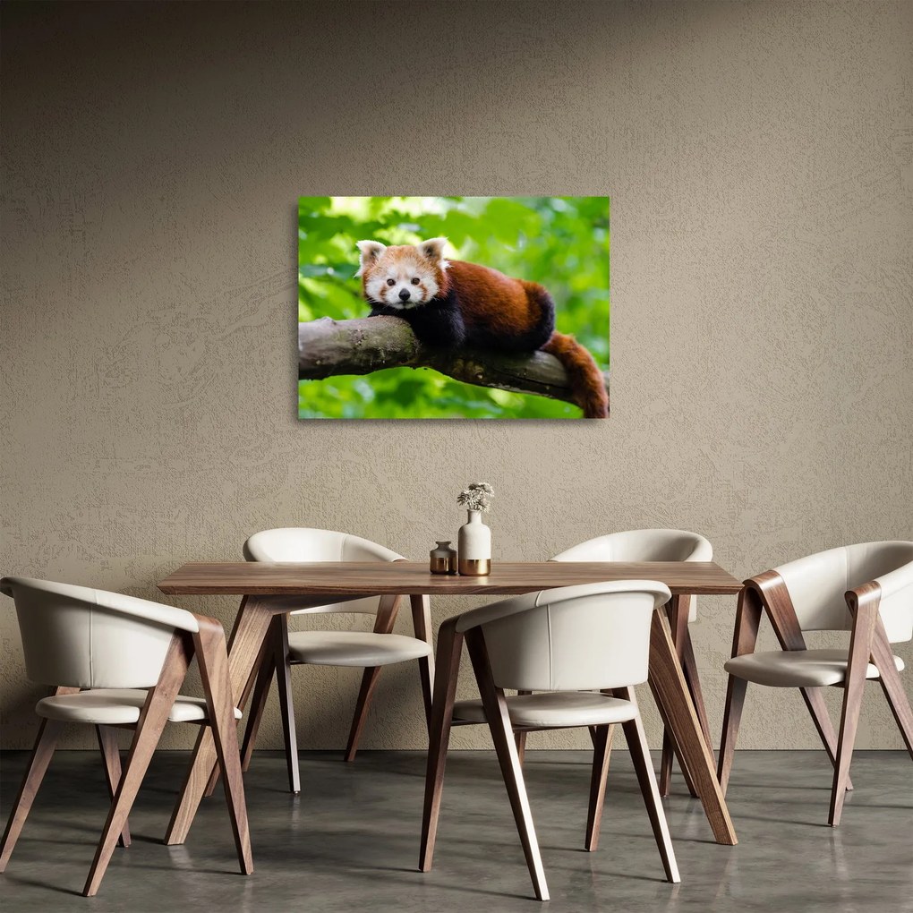 A vörös panda képe (üvegen) (70x50 cm)